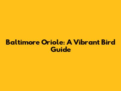 Baltimore Oriole: A Vibrant Bird Guide