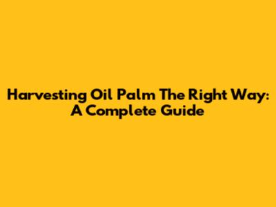 Harvesting Oil Palm The Right Way: A Complete Guide
