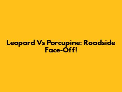Leopard Vs Porcupine: Roadside Face-Off!