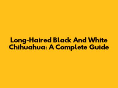 Long-Haired Black And White Chihuahua: A Complete Guide