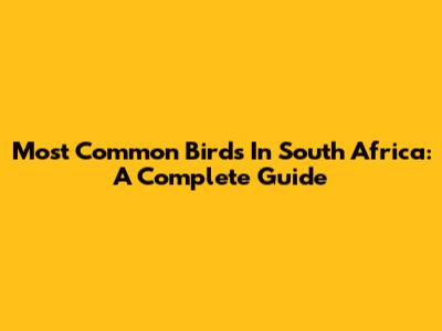 Most Common Birds In South Africa: A Complete Guide