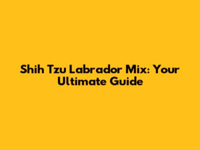 Shih Tzu Labrador Mix: Your Ultimate Guide