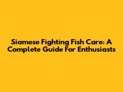 Siamese Fighting Fish Care: A Complete Guide For Enthusiasts
