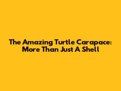 The Amazing Turtle Carapace: More Than Just A Shell