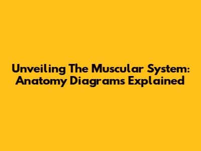 Unveiling The Muscular System: Anatomy Diagrams Explained