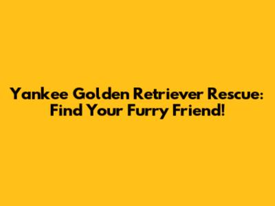 Yankee Golden Retriever Rescue: Find Your Furry Friend!