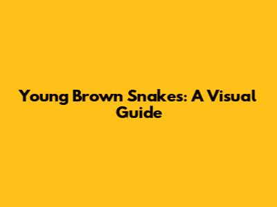 Young Brown Snakes: A Visual Guide